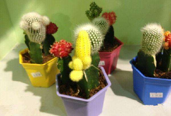 裝修小知識 辦公室花卉綠植該怎么擺放？有哪些注意事項